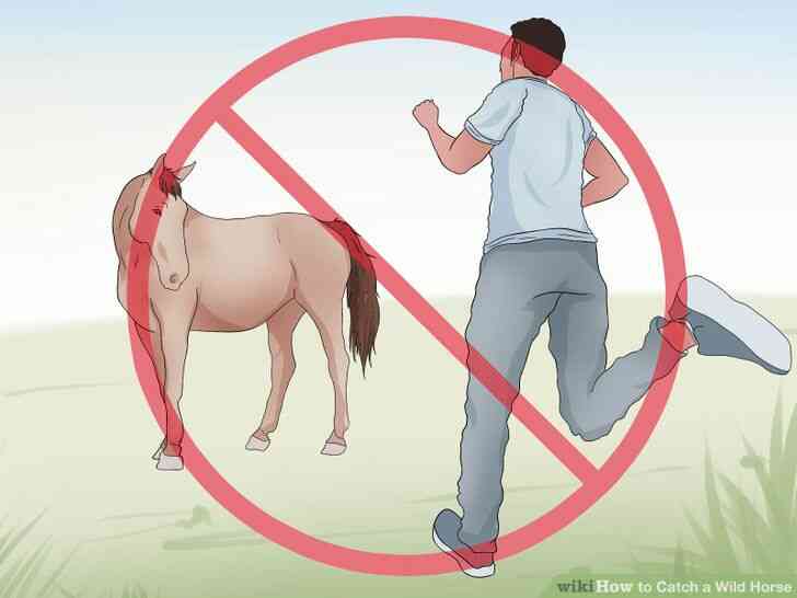 Image intitulée Attraper un Cheval Sauvage Étape 7